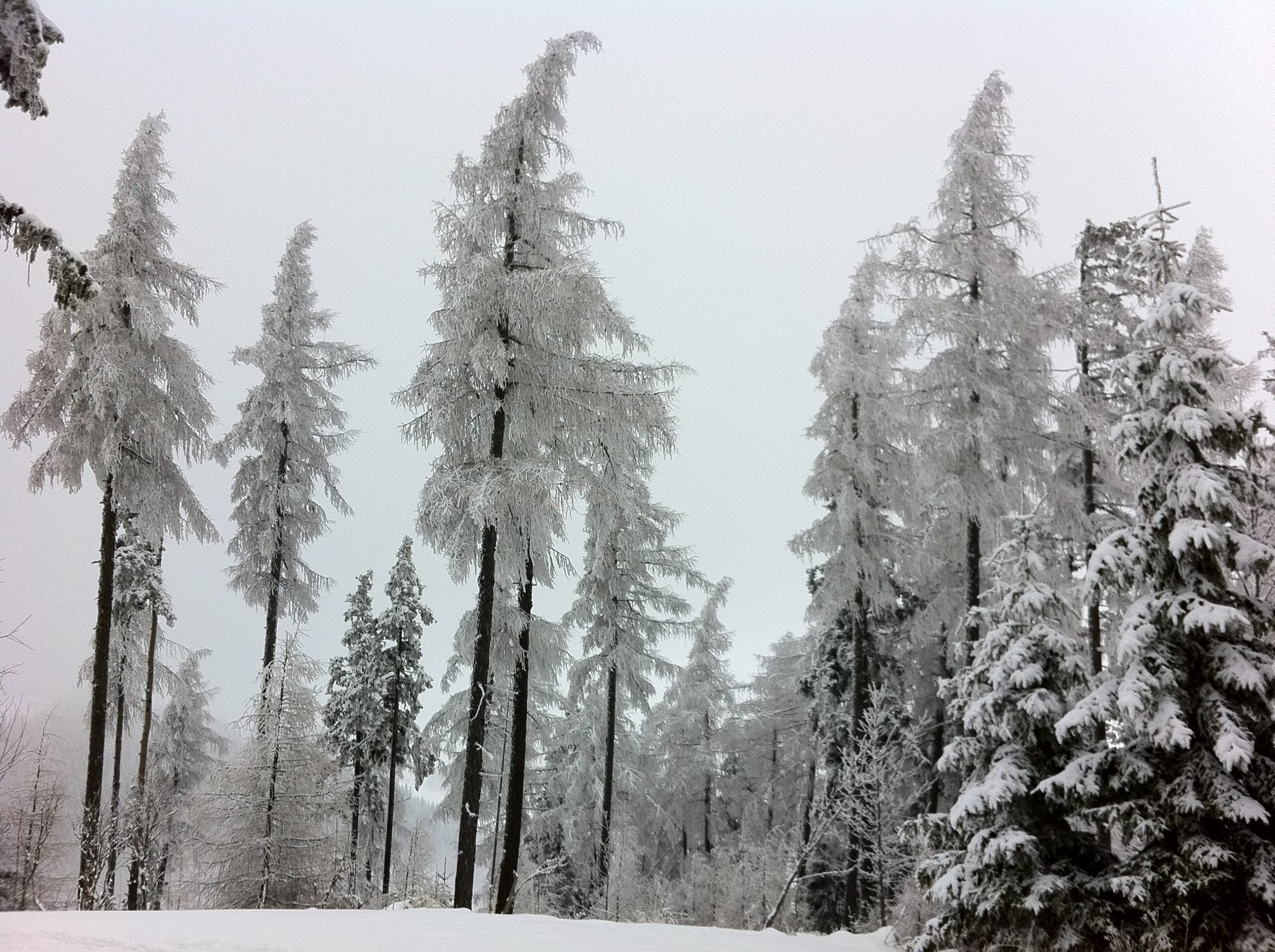 2011 Semmering Feb