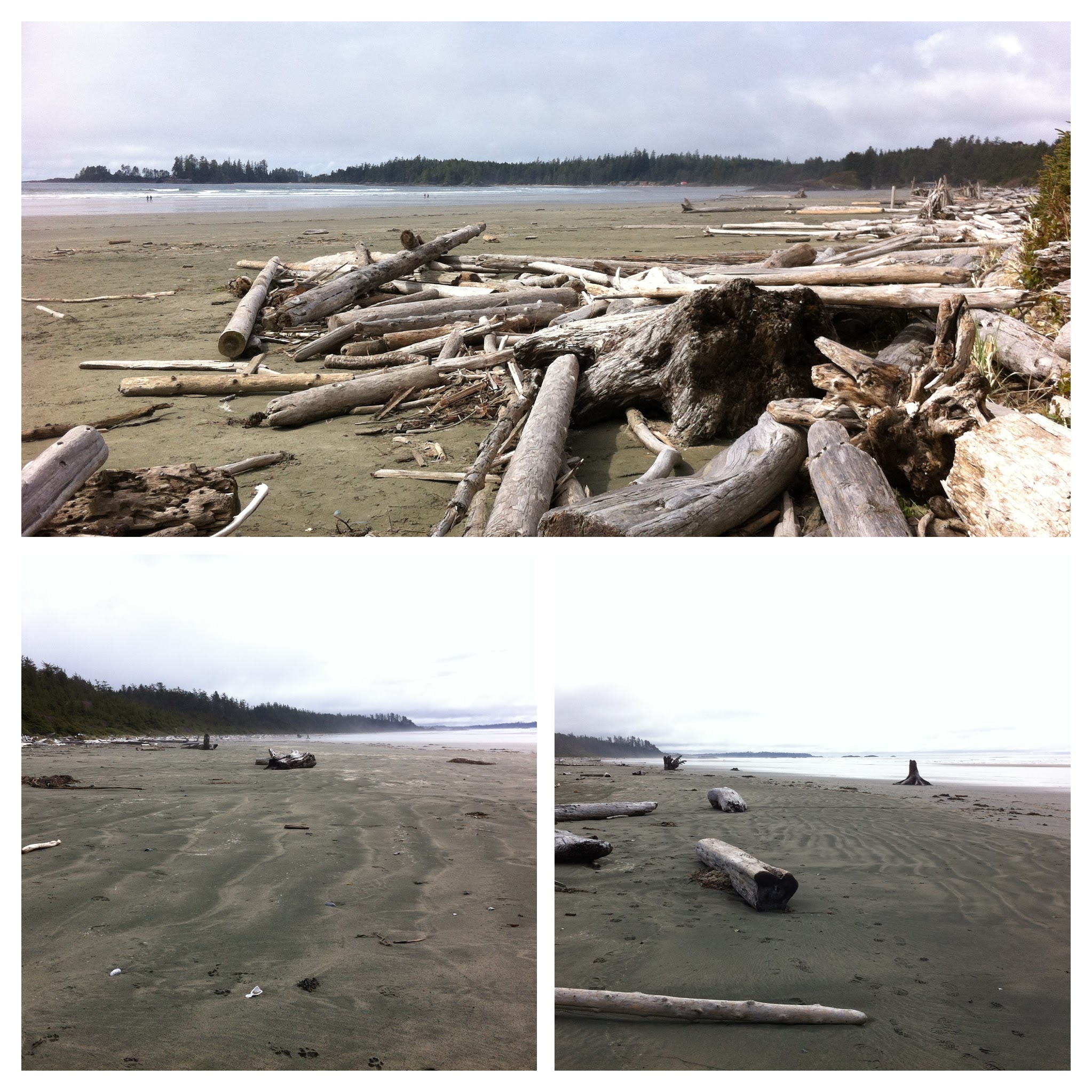 2012 Logs on beach Vancouver Island