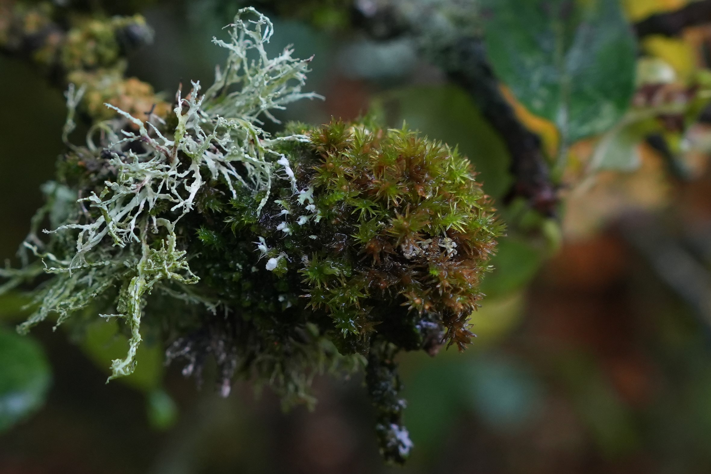 Lichen #1