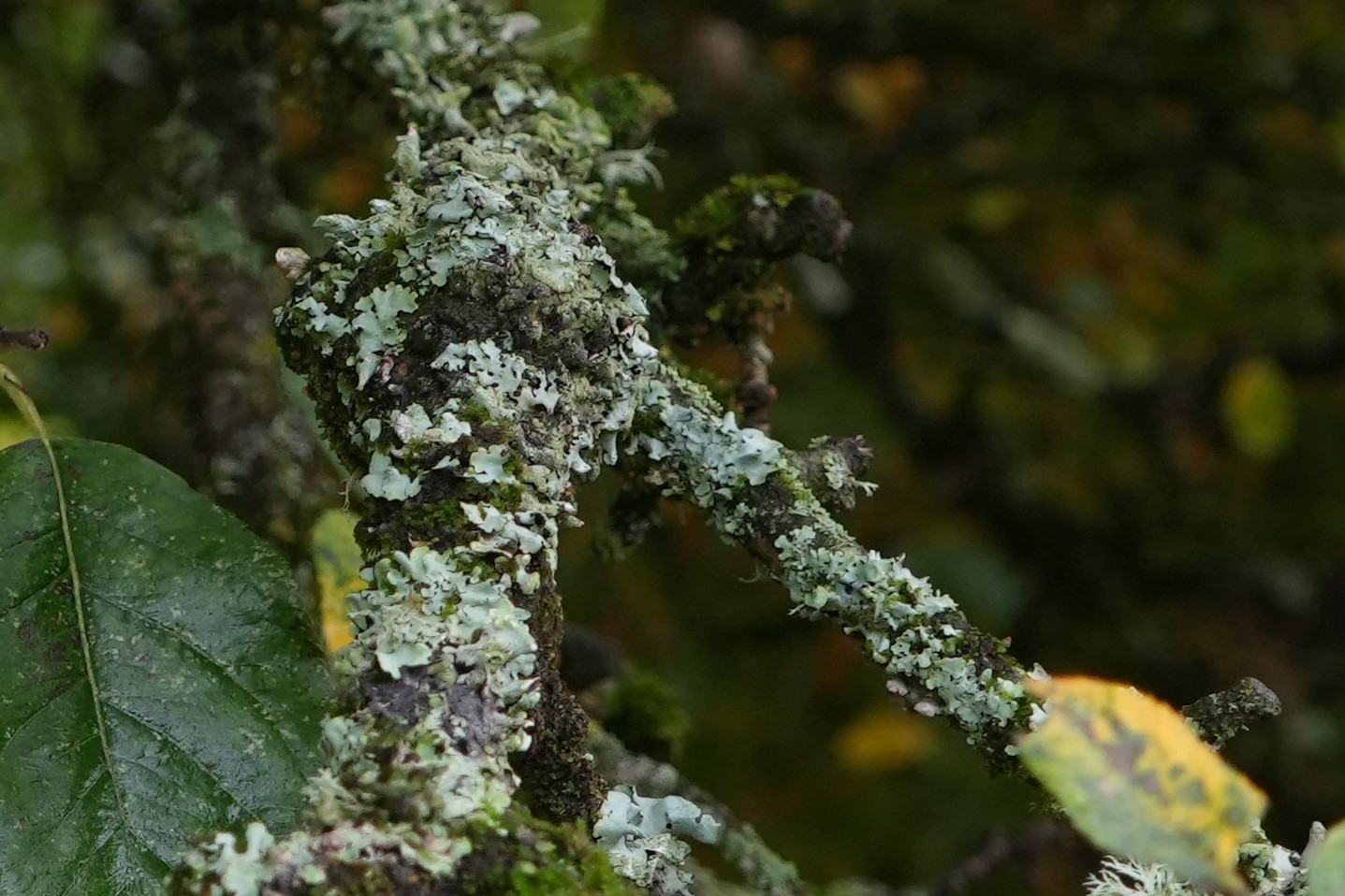 Lichen #3